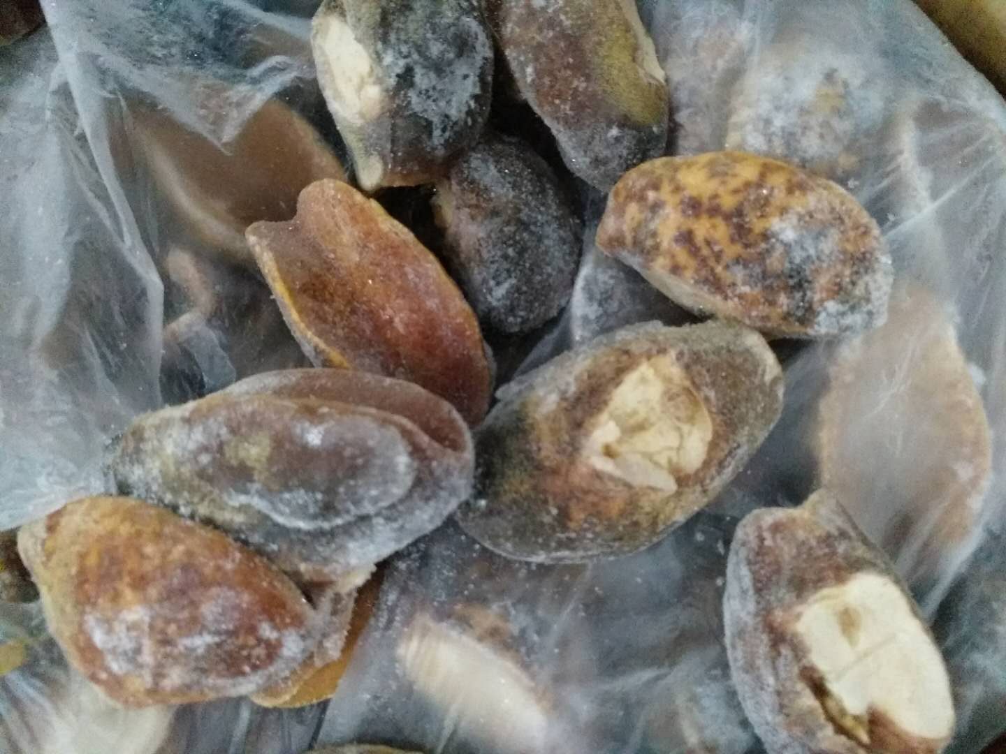 非洲凍海螺肉進口清關案例